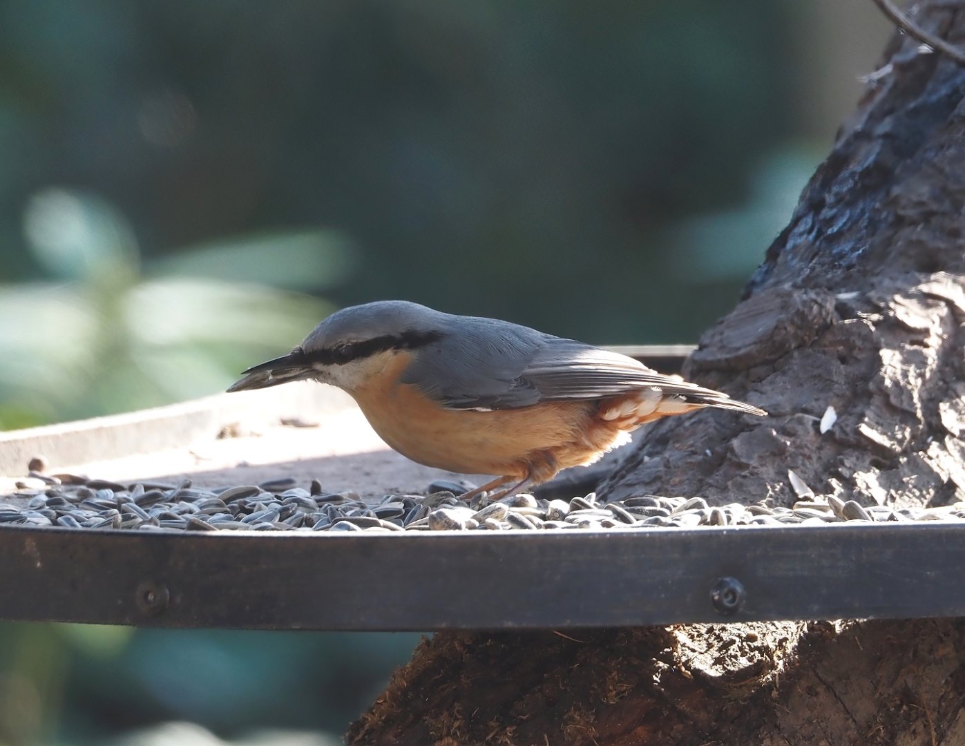 Wild Eurasian nuthatch (Sitta europaea), 2025-03-23