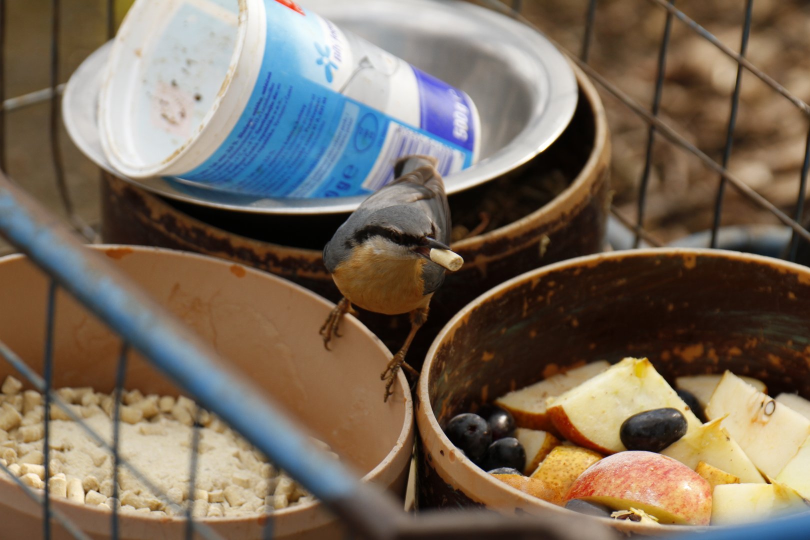 Wild Eurasian nuthatch (Sitta europaea caesia)