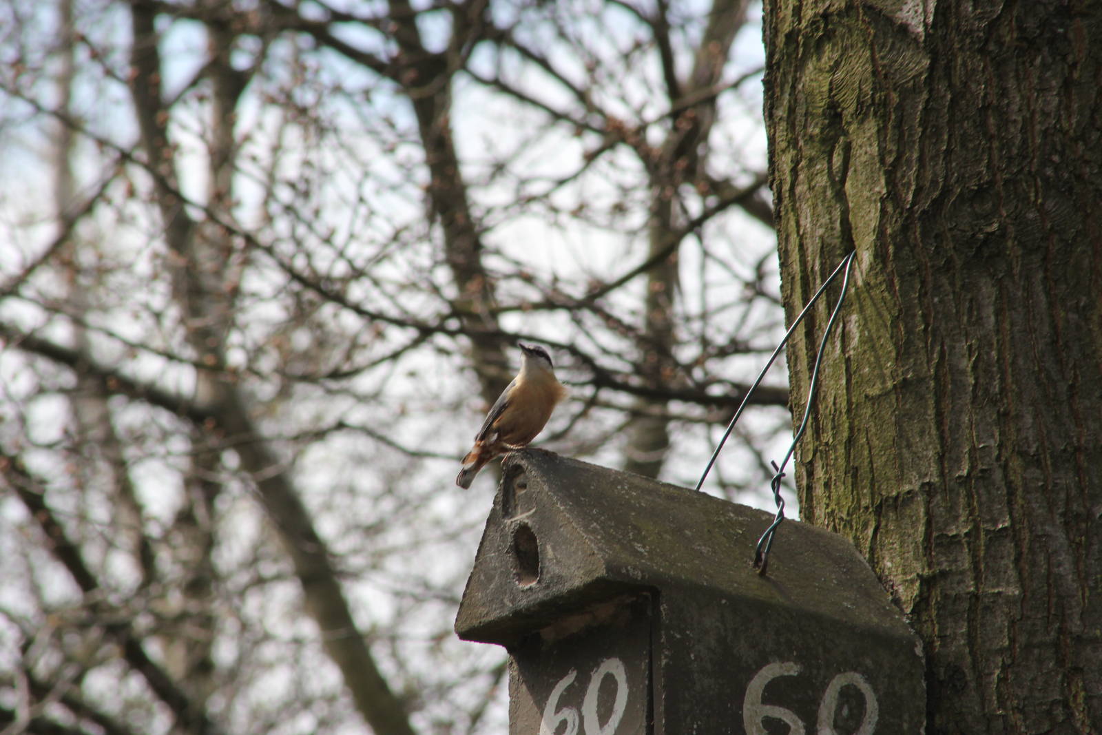 Wild Eurasian nuthatch