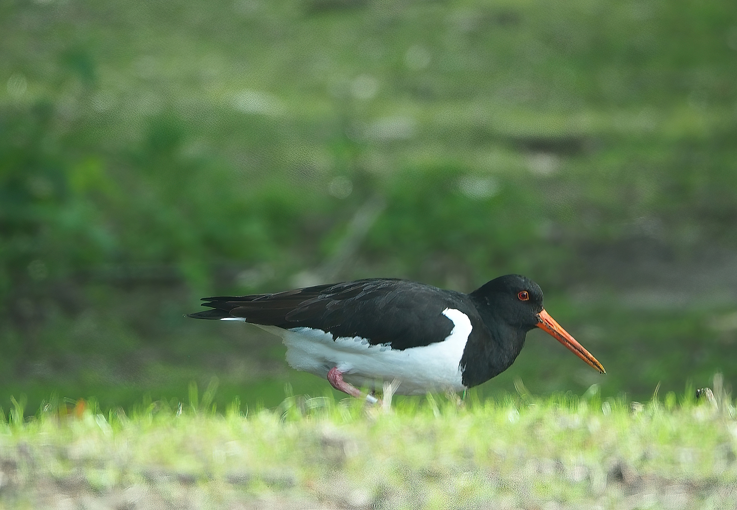 Wild Eurasian oystercatcher (Haematopus ostralegus), 2022-06-12