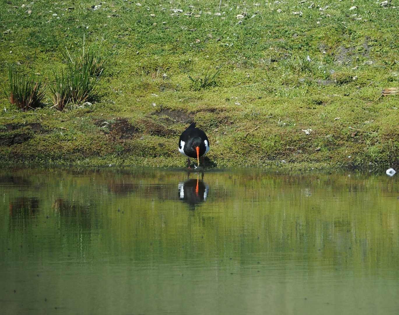 Wild Eurasian oystercatcher (Haematopus ostralegus), 2025-04-30