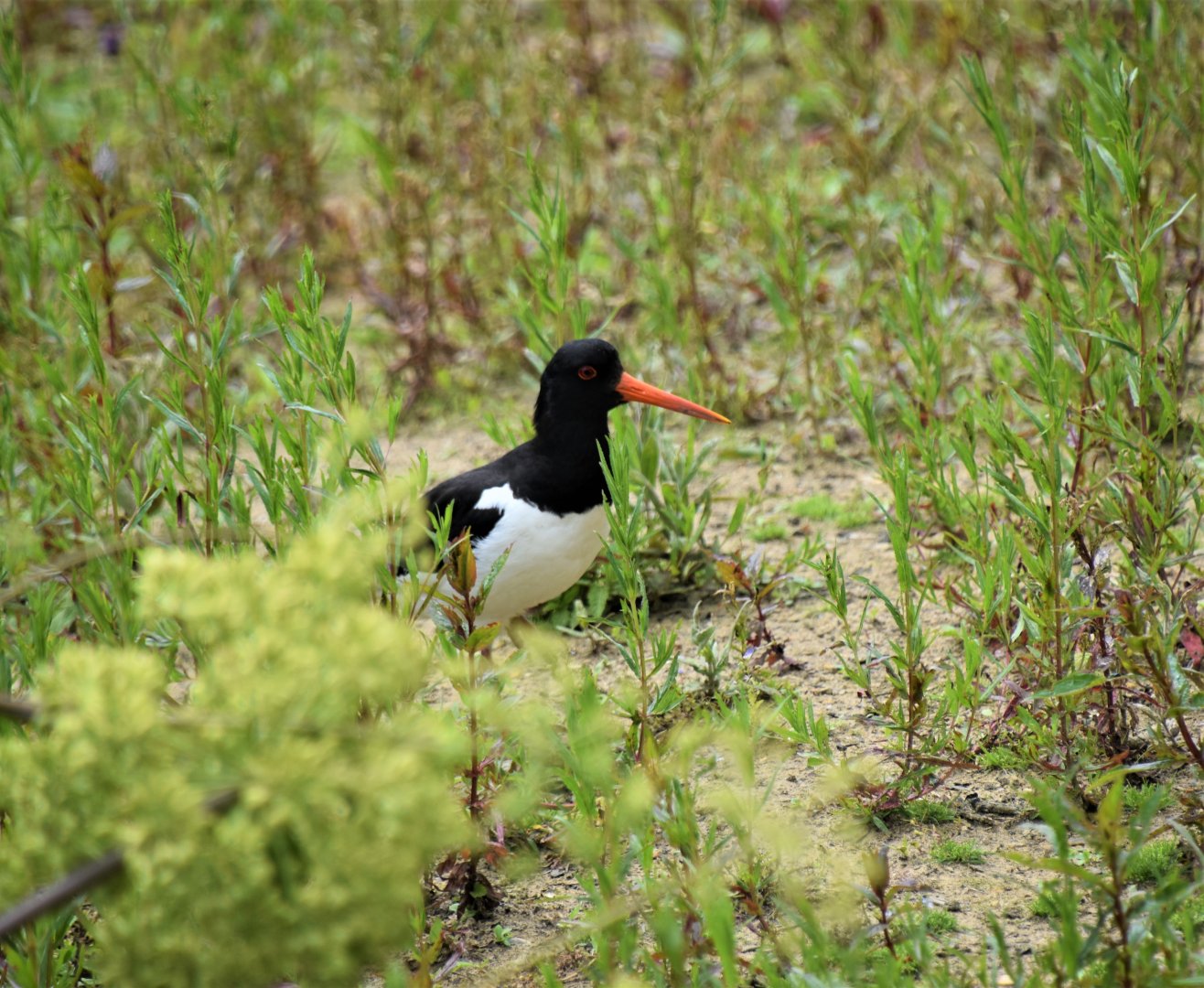 Wild Eurasian oystercatcher