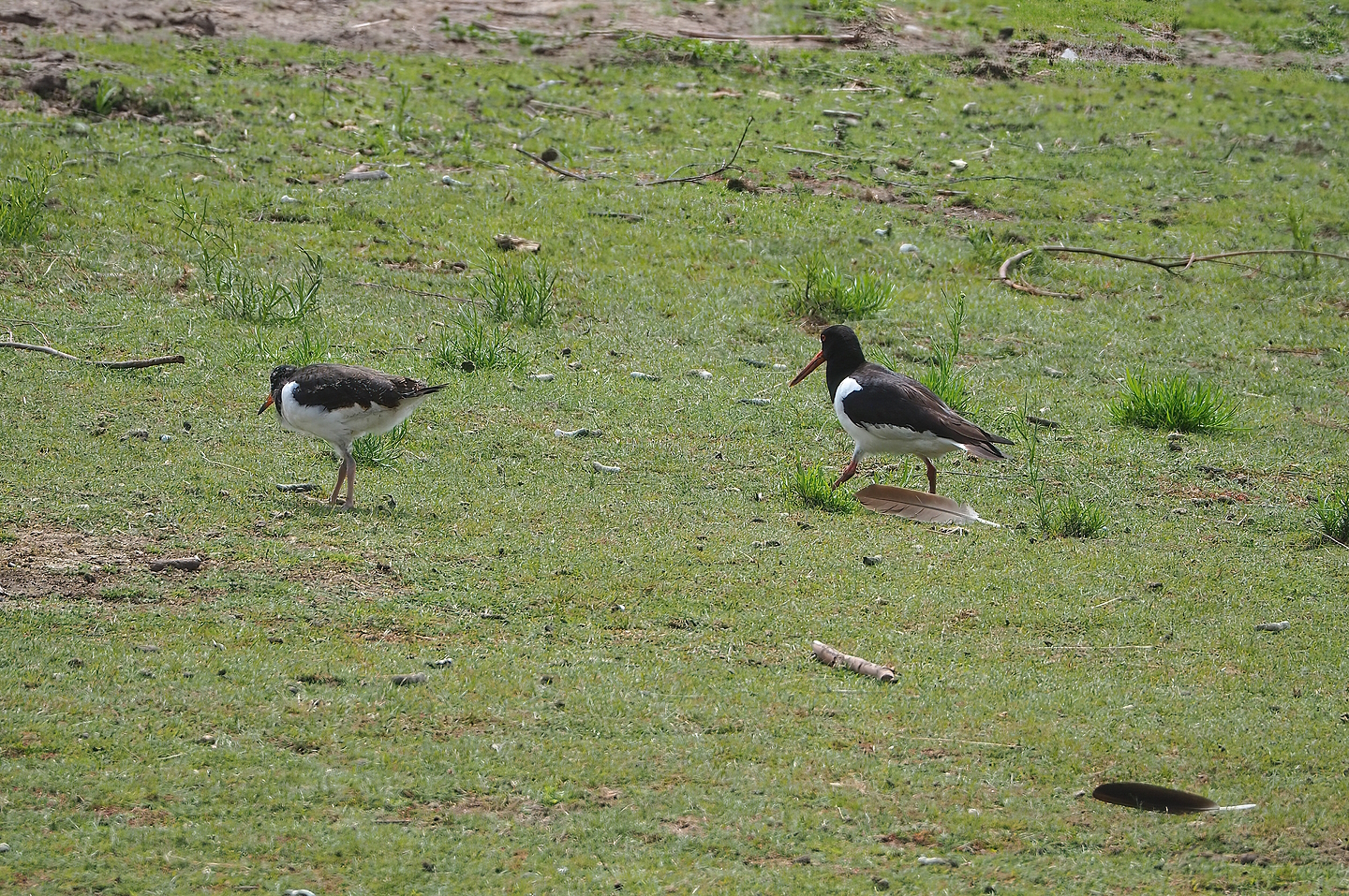 Wild Eurasian oystercatchers (Haematopus ostralegus), 2022-06-12
