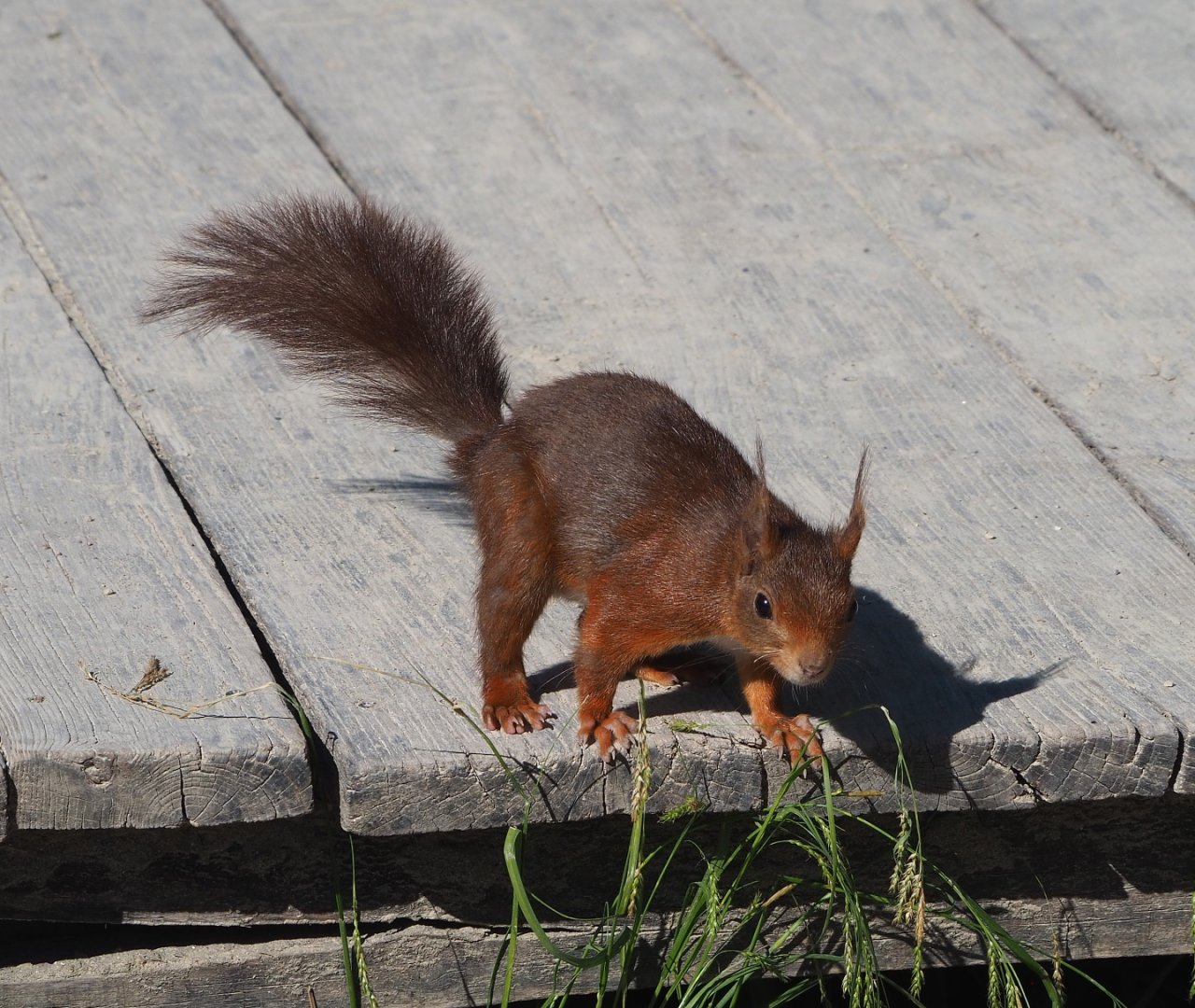 Wild Eurasian red squirrel (Sciurus vulgaris), 2021-06-01