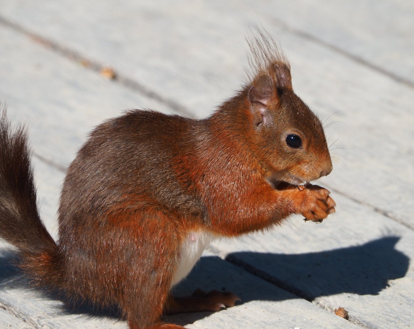 Wild Eurasian red squirrel (Sciurus vulgaris), 2021-06-01