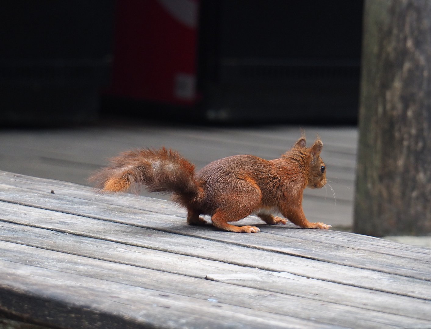Wild Eurasian red squirrel (Sciurus vulgaris), 2021-07-03