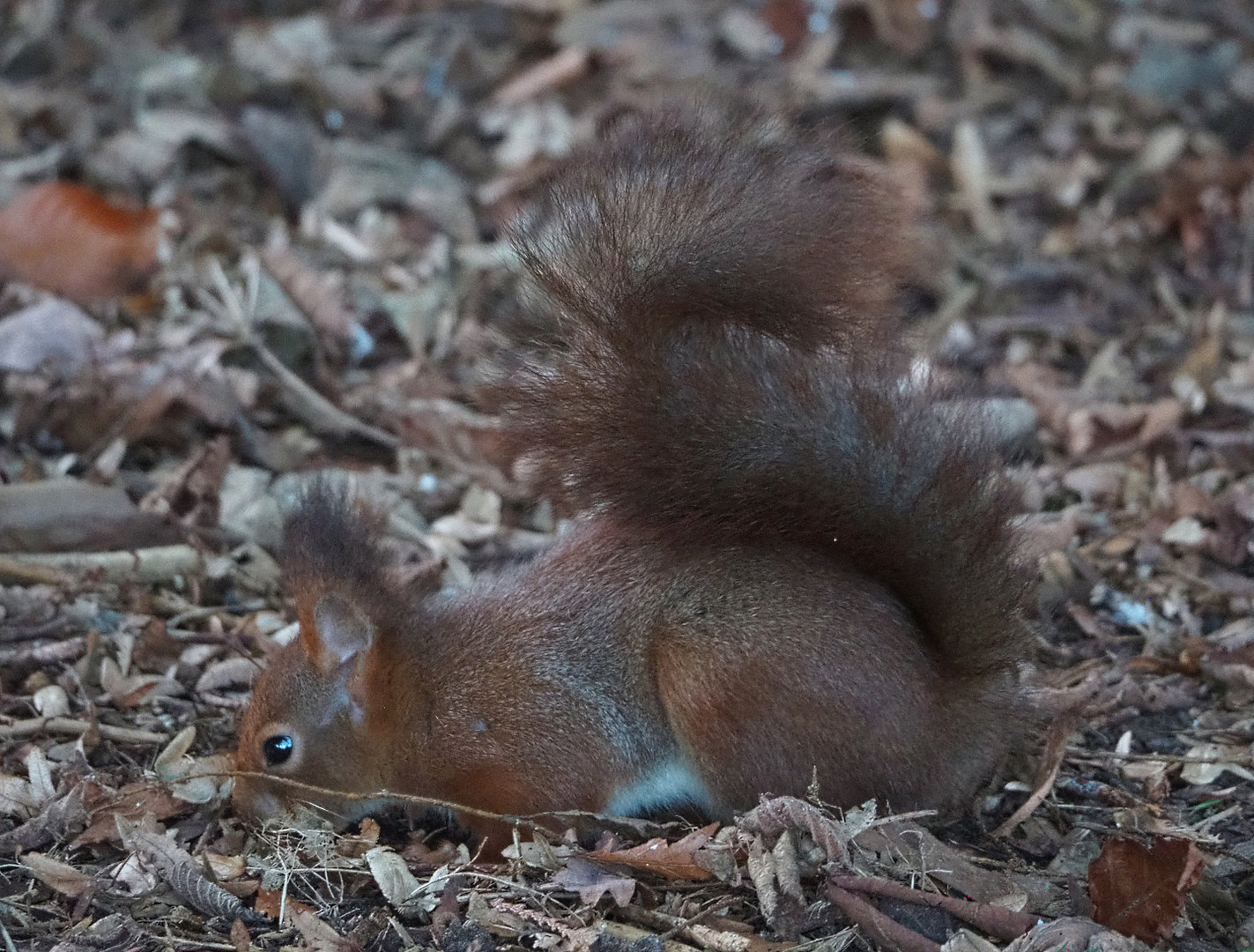 Wild Eurasian red squirrel (Sciurus vulgaris), 2022-01-30