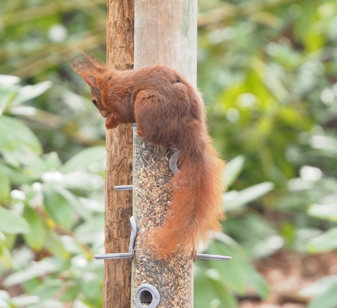 Wild Eurasian red squirrel (Sciurus vulgaris), 2023-03-28