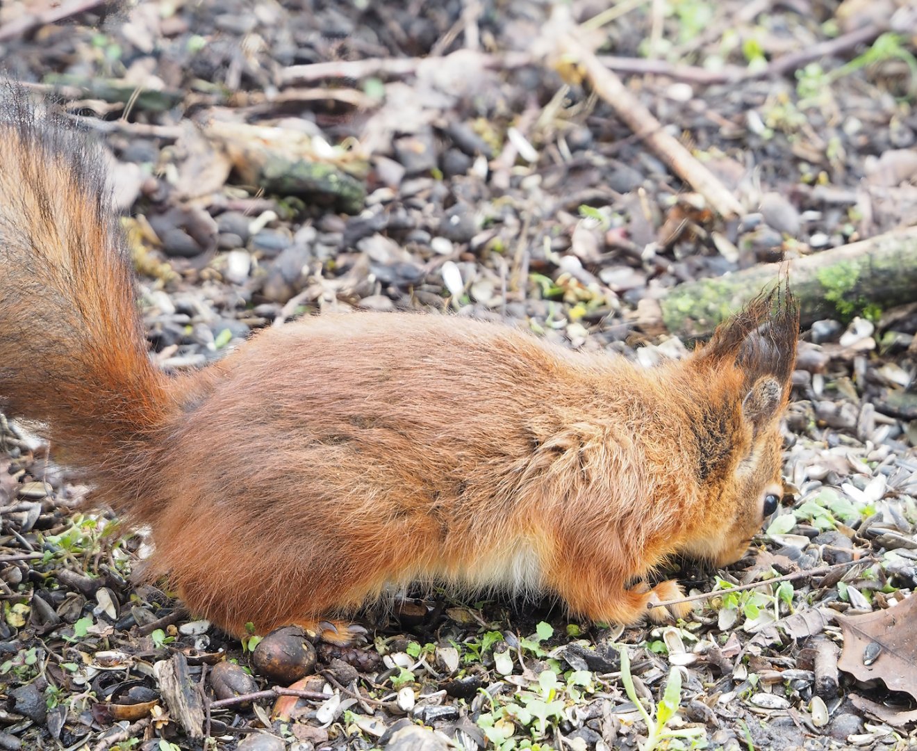 Wild Eurasian red squirrel (Sciurus vulgaris), 2023-03-28