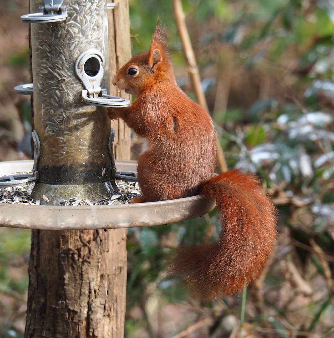 Wild Eurasian red squirrel (Sciurus vulgaris), 2024-03-04