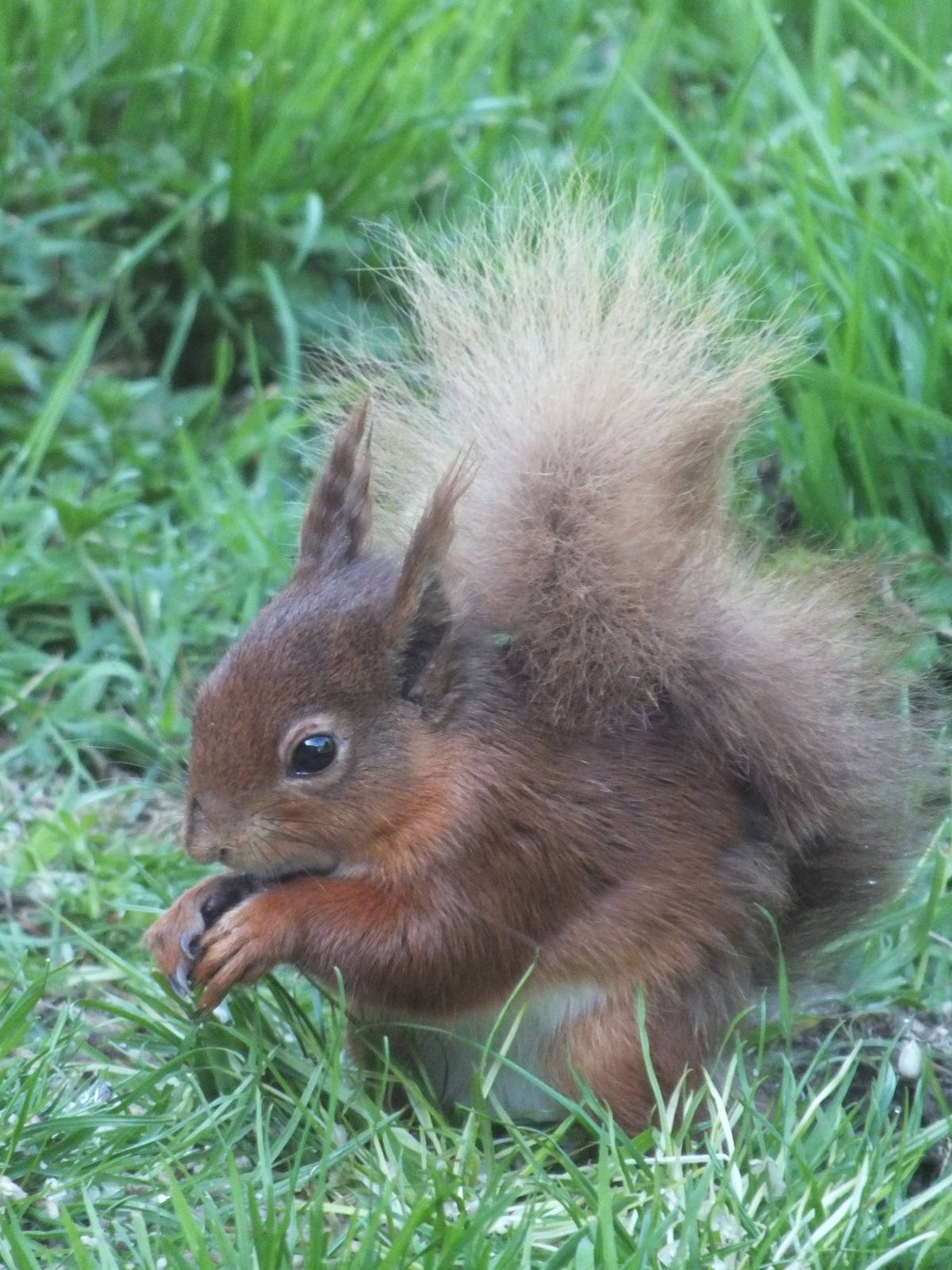 Wild Eurasian Red Squirrel (Sciurus vulgaris) in Northumberland National Pa