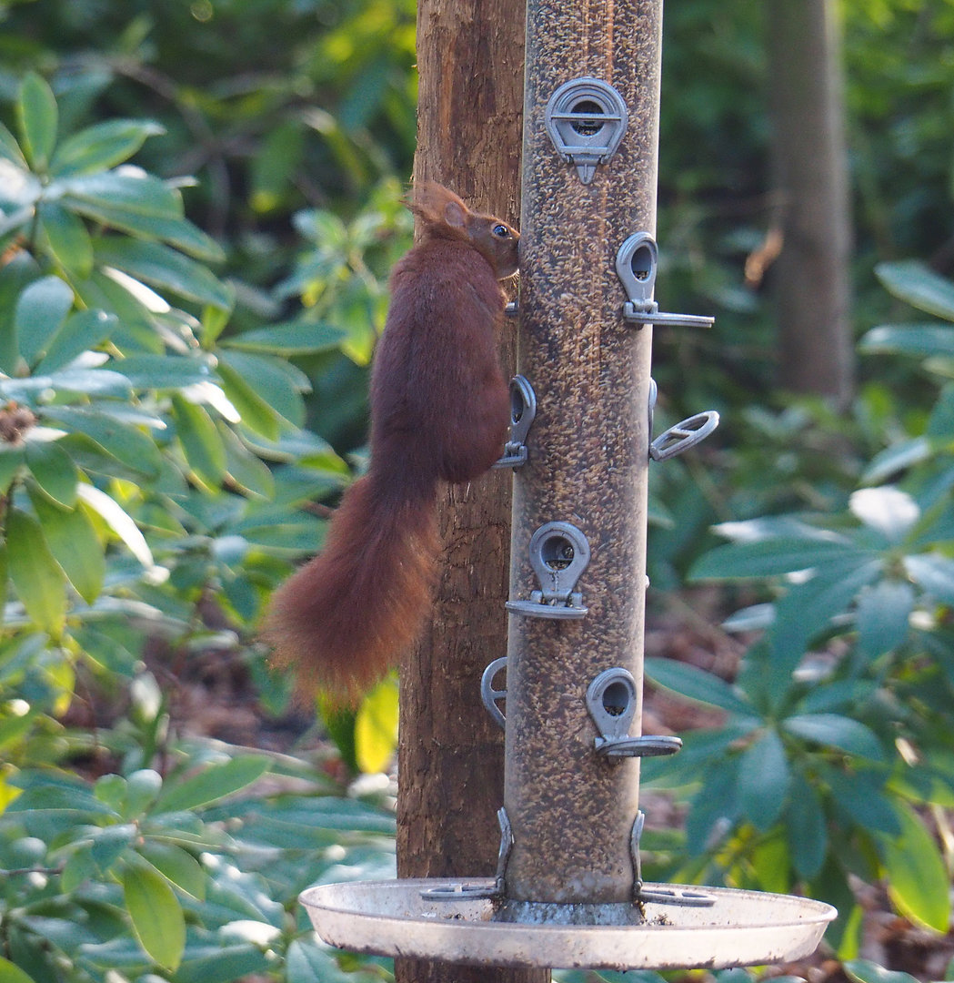 Wild Eurasian red squirrel (Sciurus vulgaris) raiding bird feeder, 2022-01-30