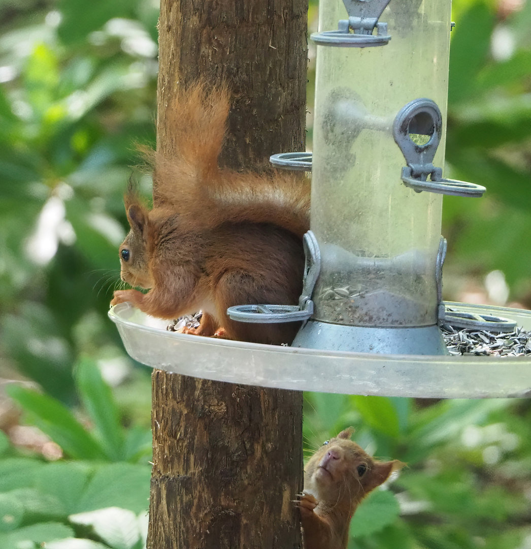 Wild Eurasian red squirrels (Sciurus vulgaris) on bird feeder, 2022-06-15