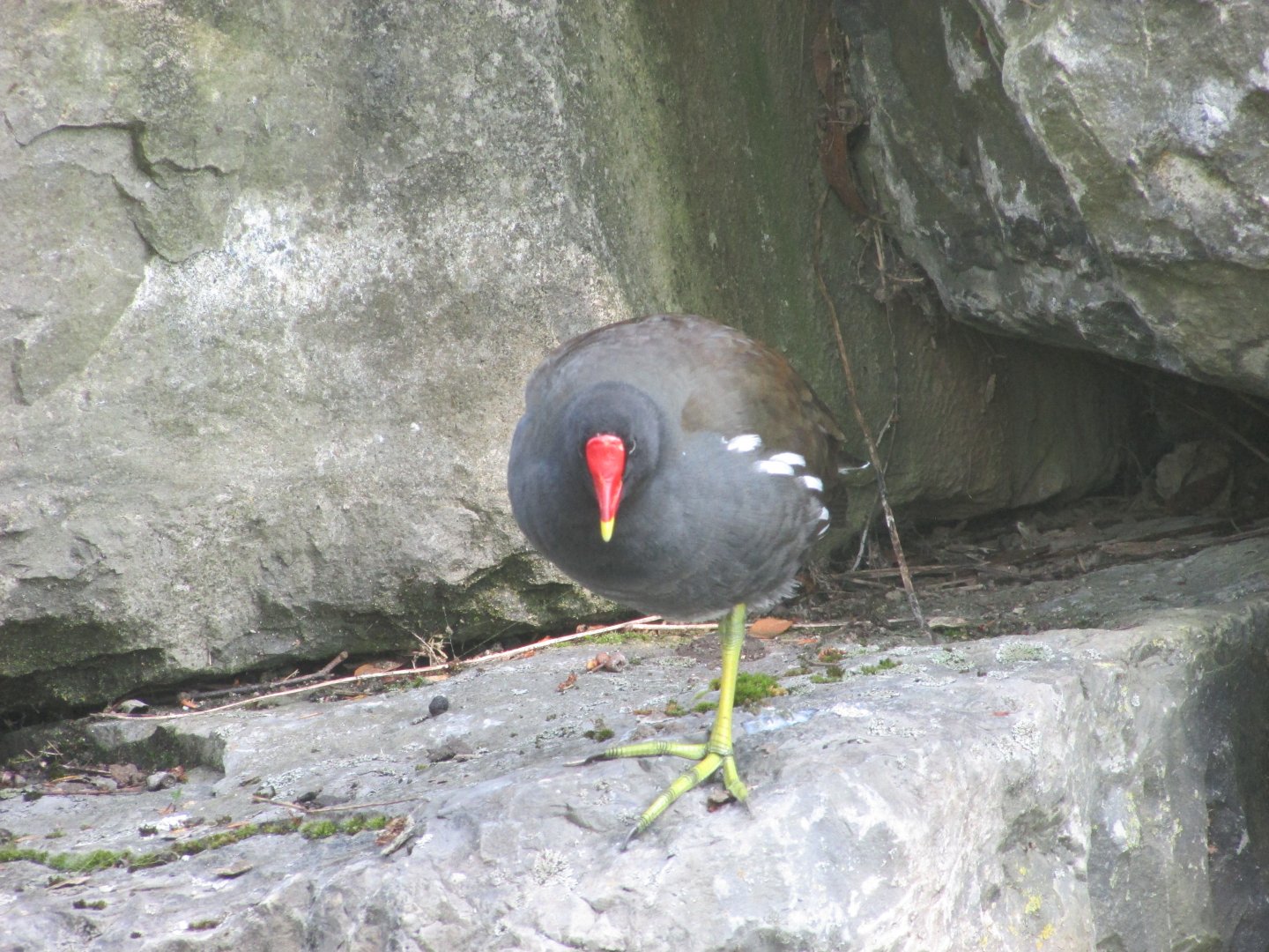 Wild Eurasian swamphen