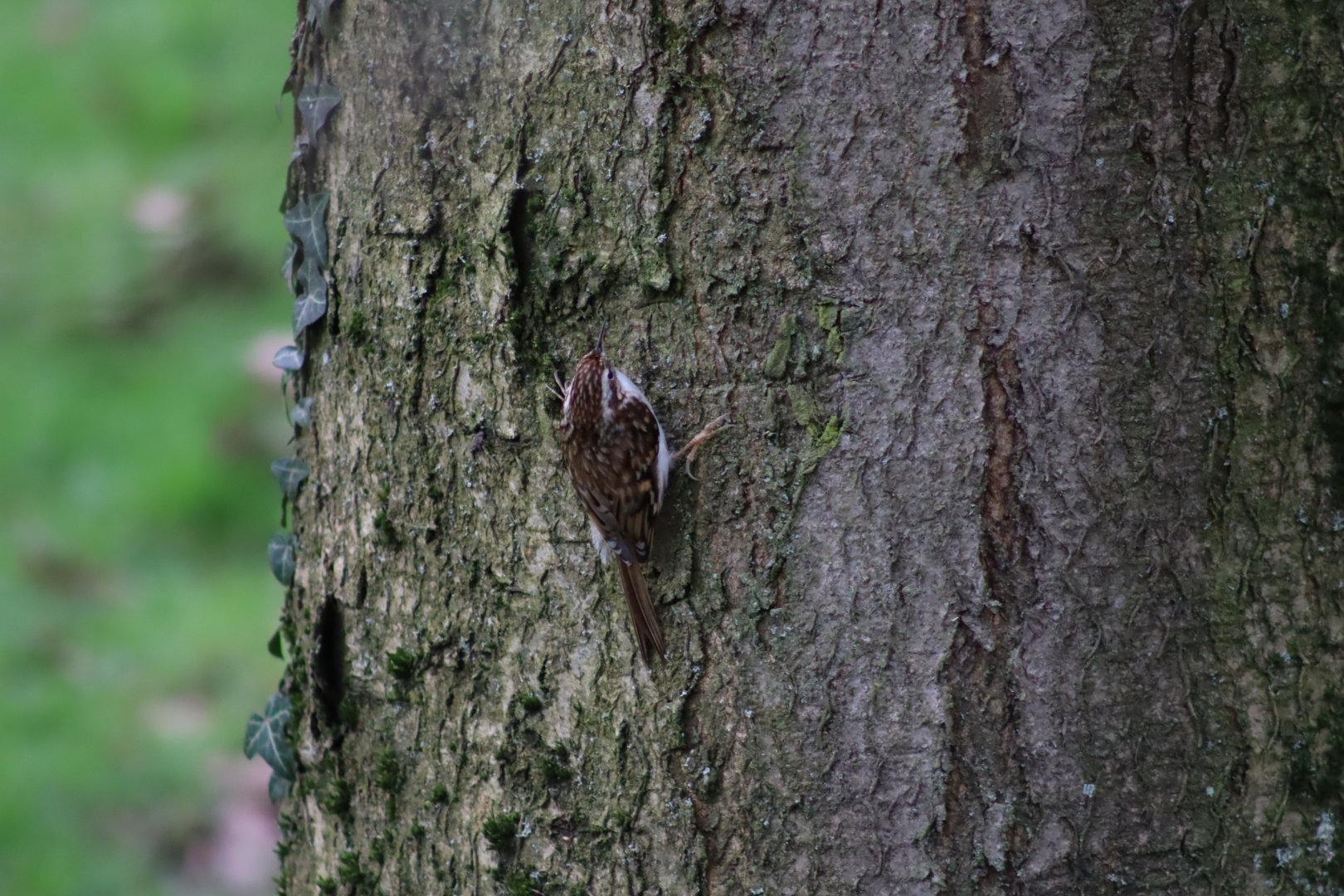 Wild Eurasian Treecreeper - 17 February 2020