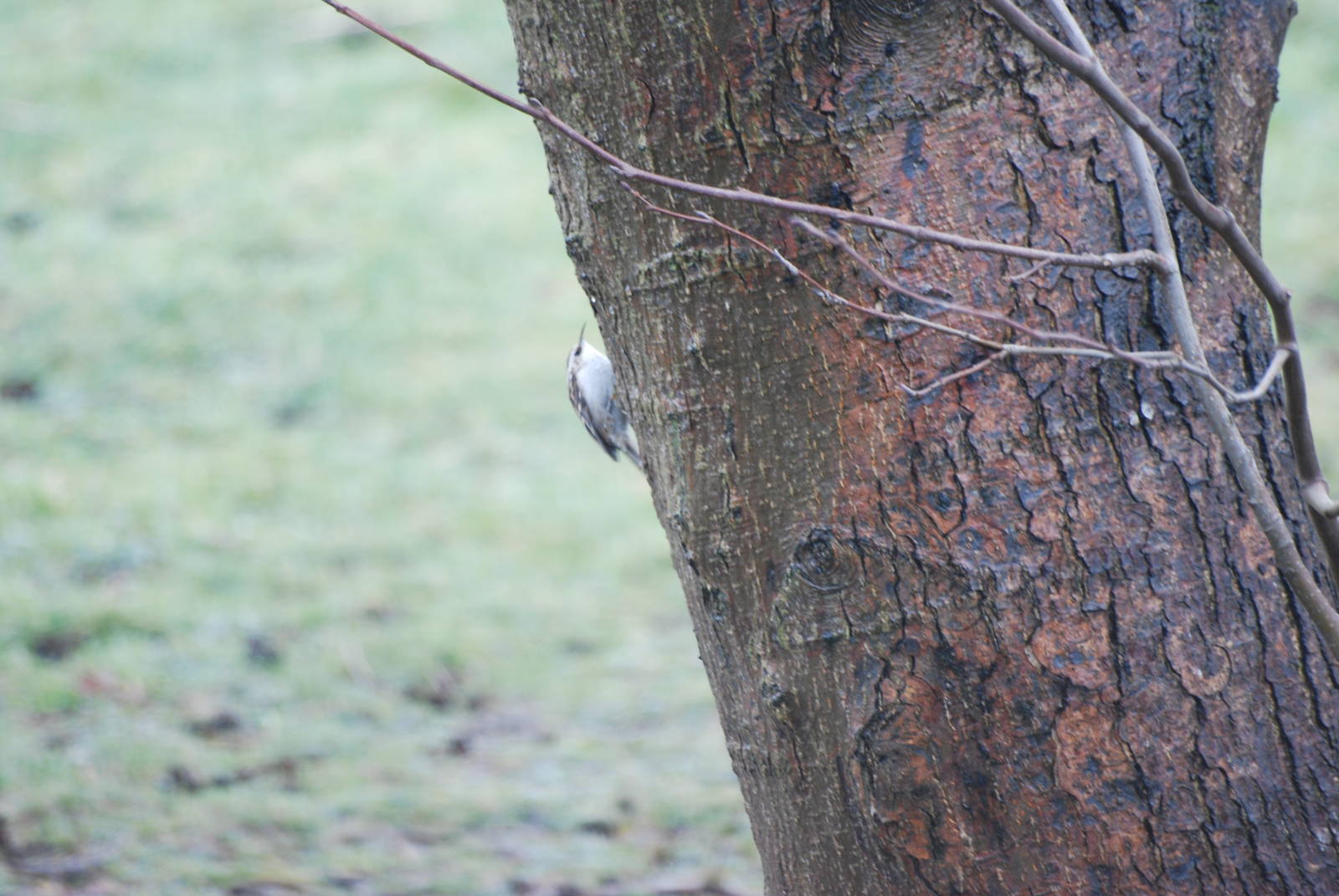 (Wild) Eurasian Treecreeper at Slimbridge, 06/02/12