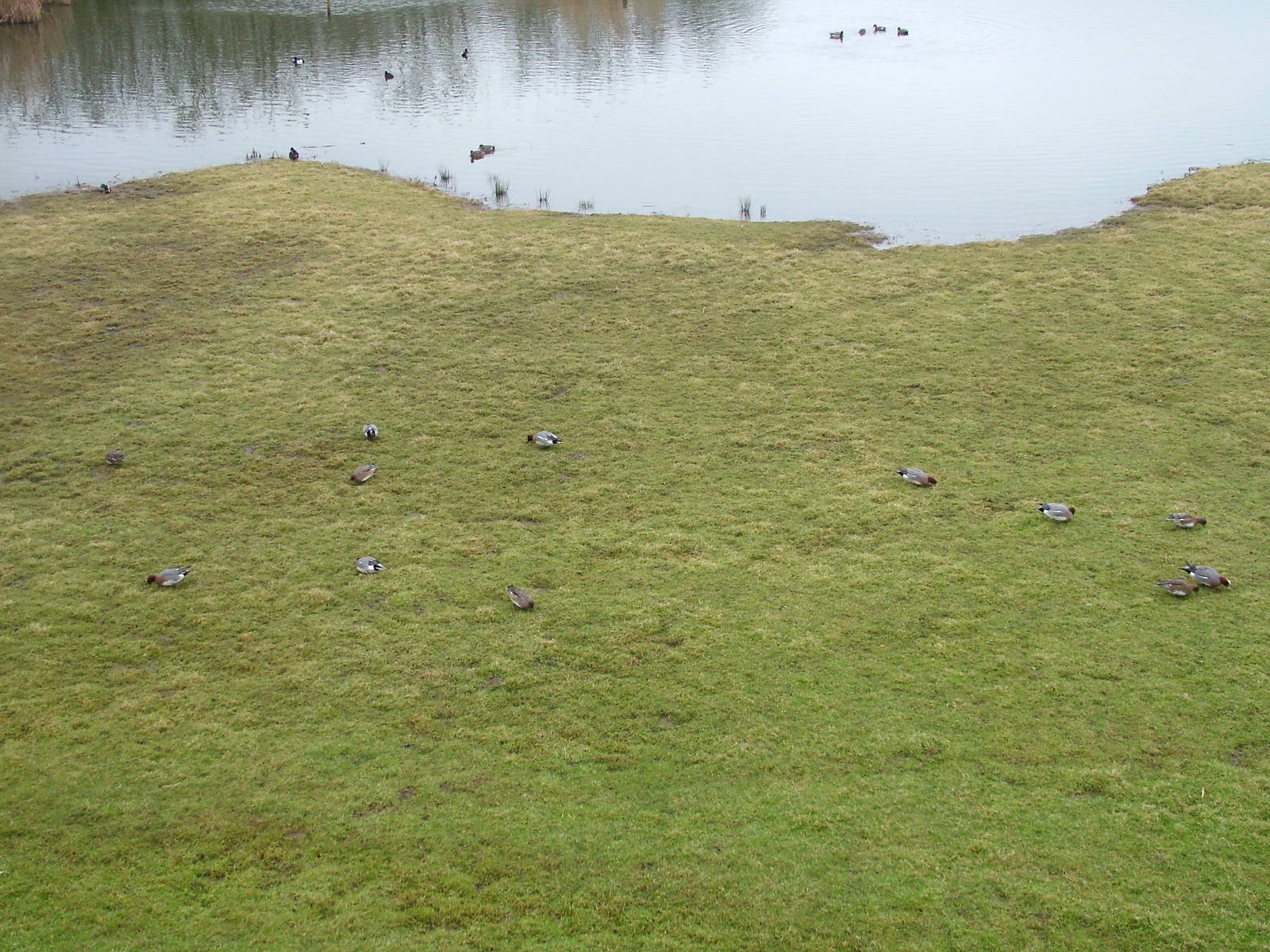 Wild Eurasian Wigeon at Slimbridge 06/02/10