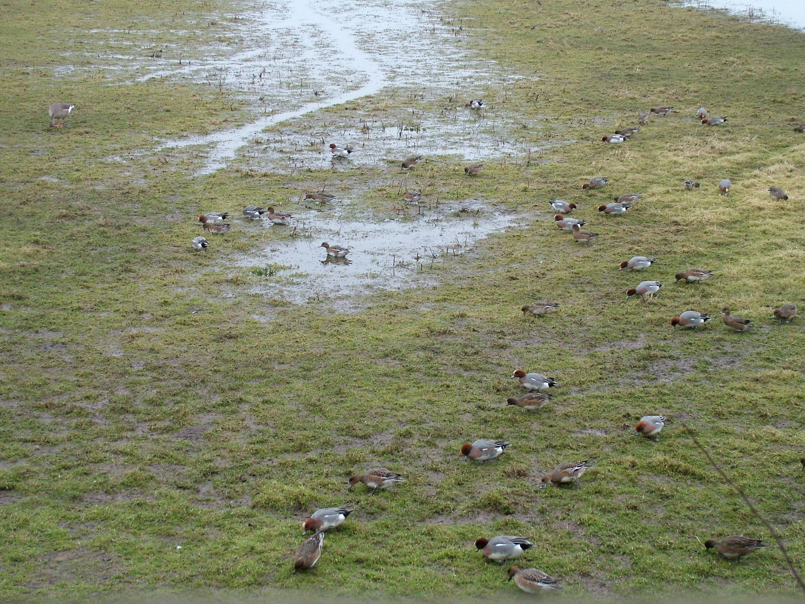 Wild Eurasian Wigeon at Slimbridge 06/02/10