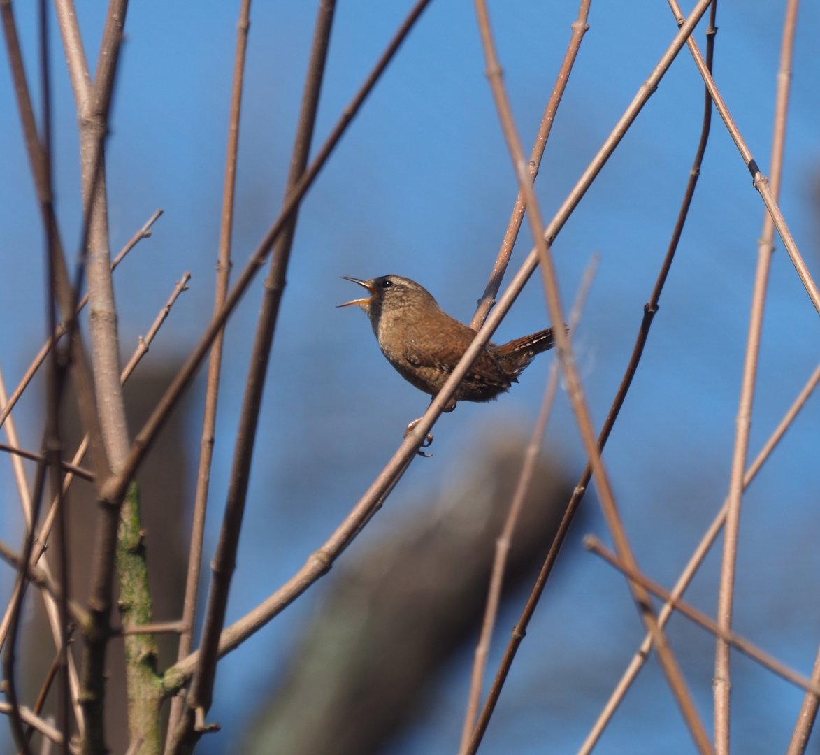 Wild Eurasian wren (Troglodytes troglodytes), 2019-03-30