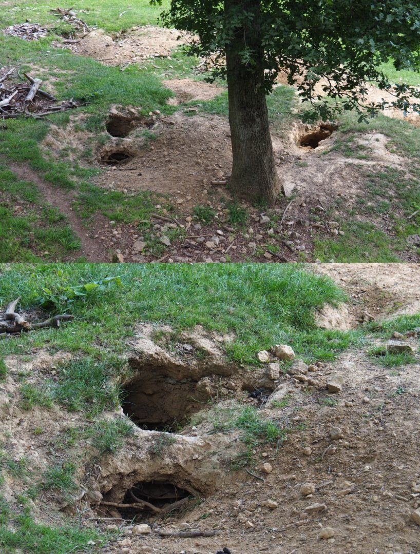 Wild European badger sett, 2020-07-12