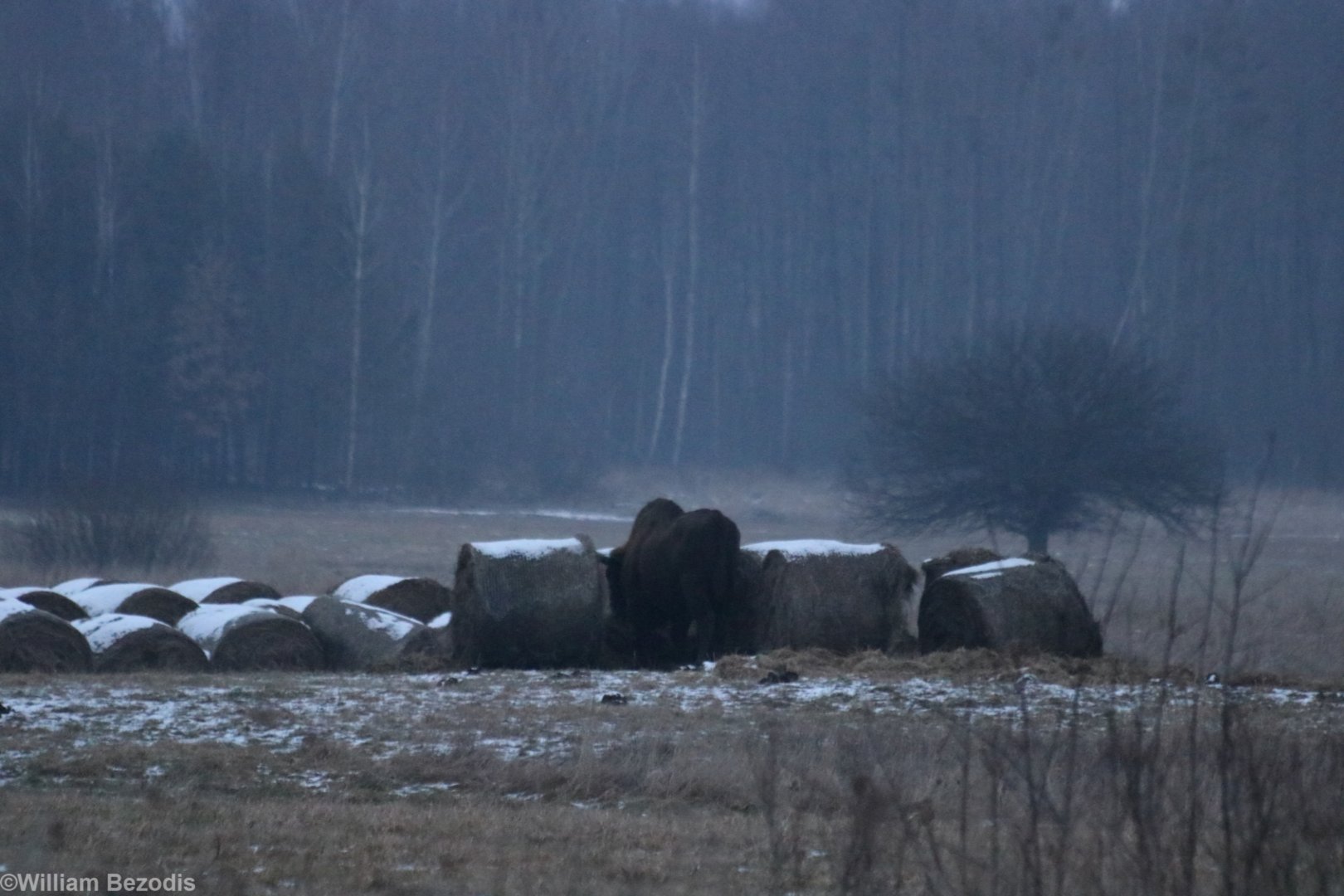 Wild European Bison at Dusk- Bialowieza