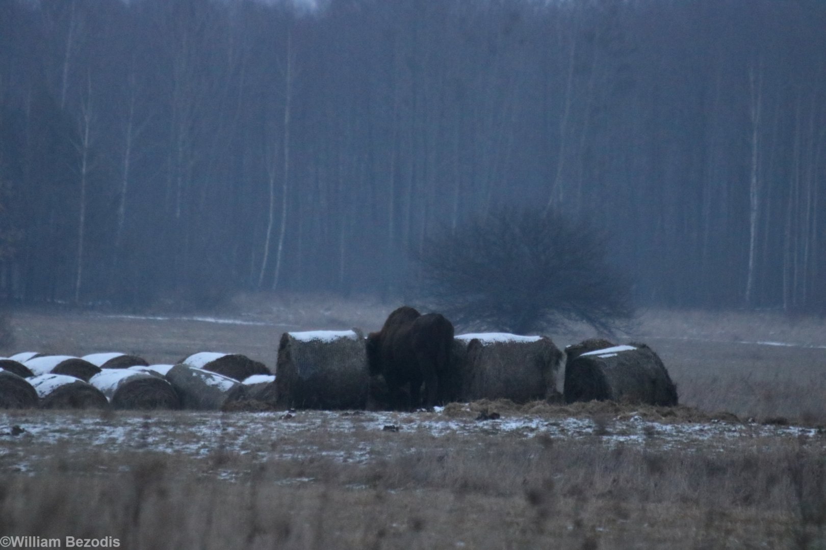 Wild European Bison at Dusk- Bialowieza
