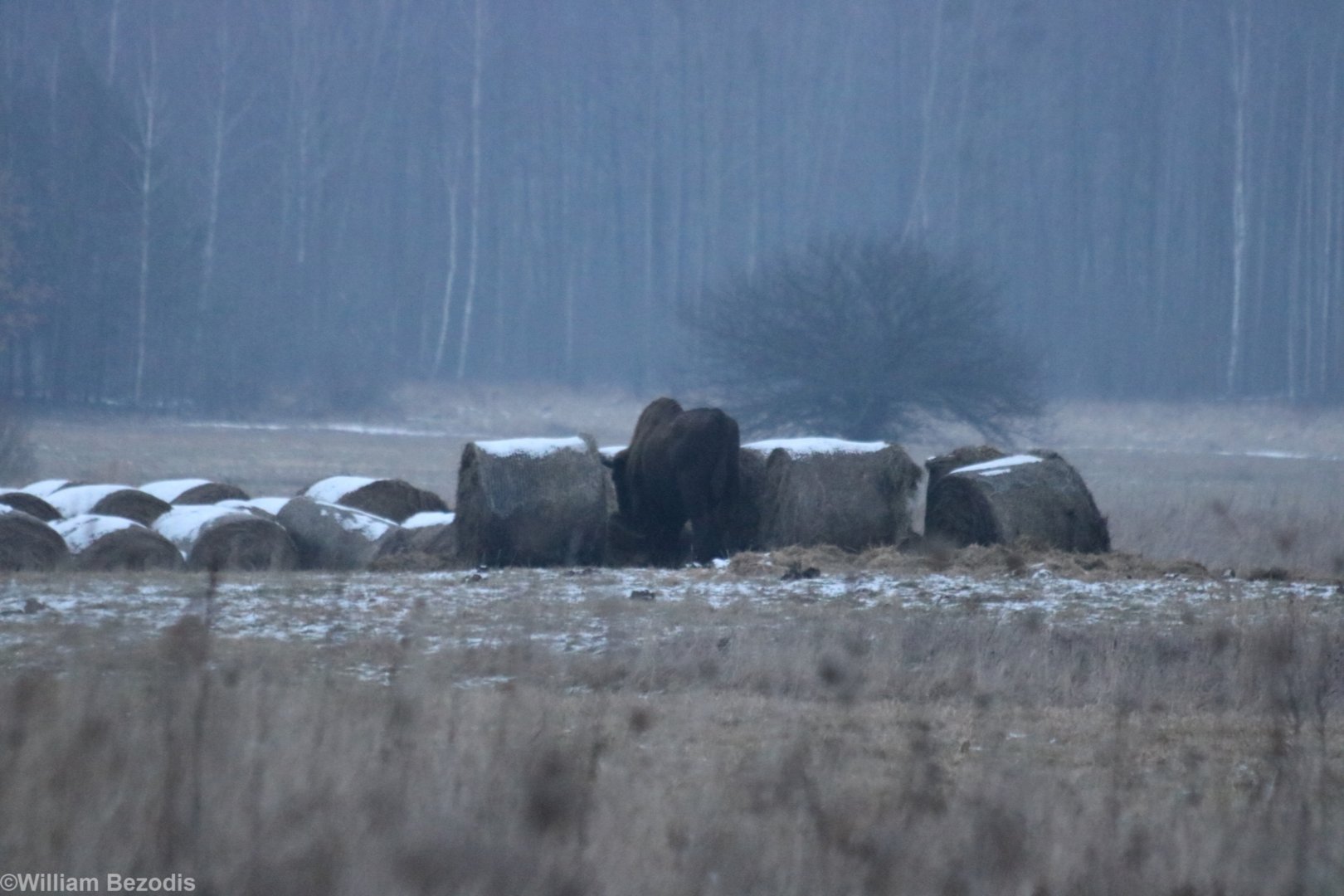 Wild European Bison at Dusk- Bialowieza