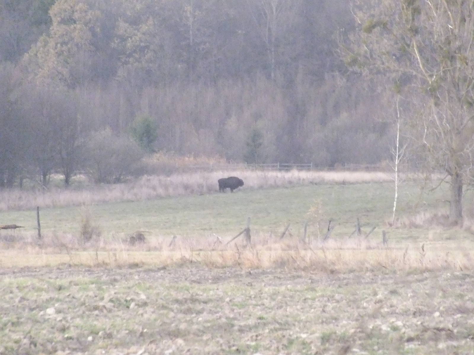 Wild European Bison