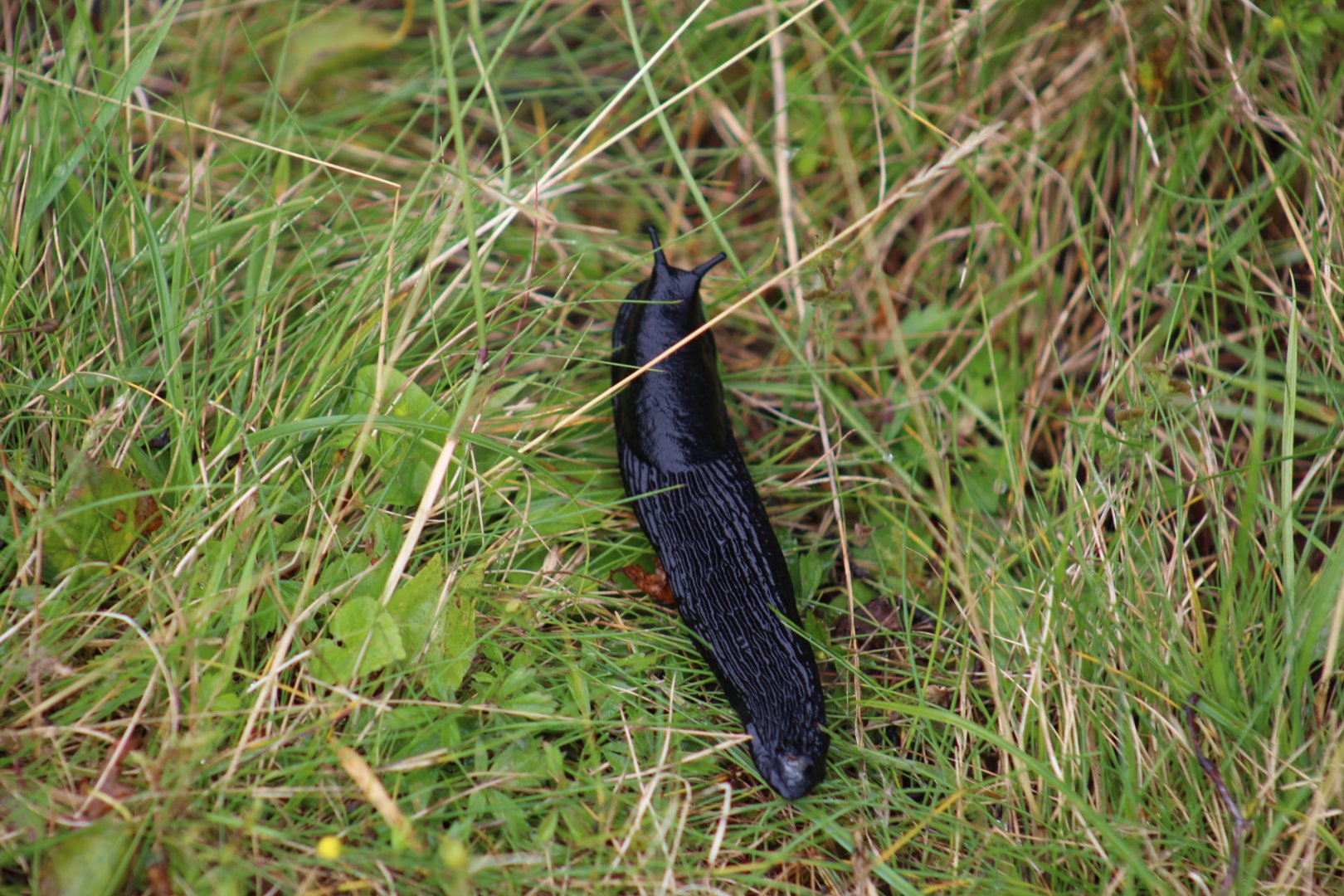 Wild European Black Slug