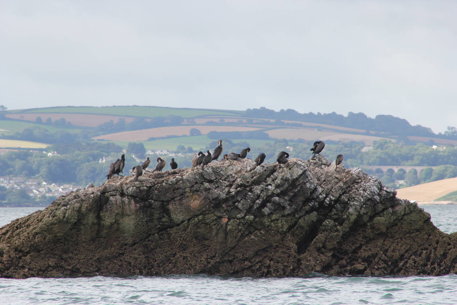 Wild European cormorants