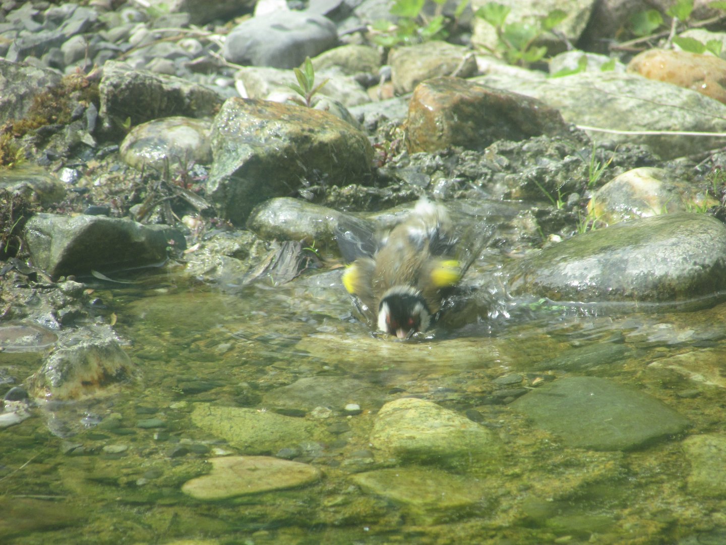 Wild European goldfinch