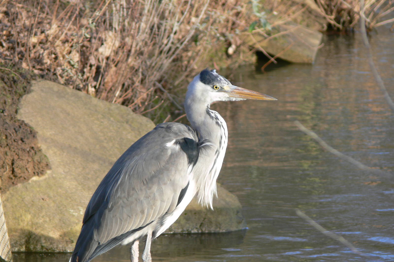 (wild) European Grey Heron at Blackpool Zoo, 15/01/15