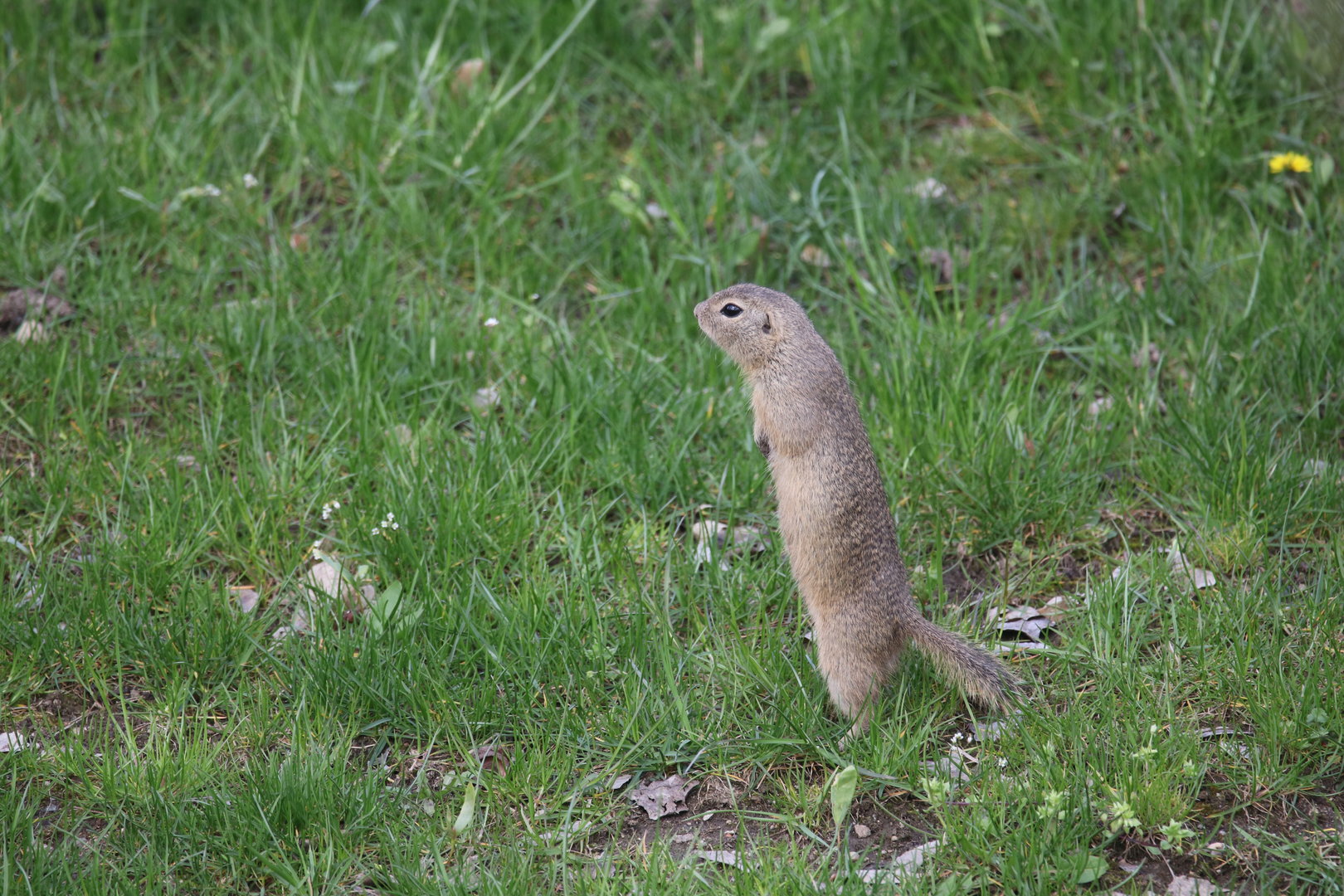 Wild European ground squirrel