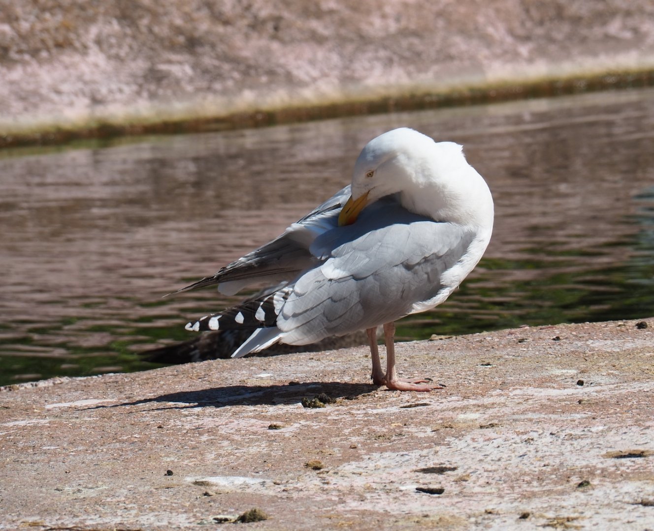 Wild European herring gull (Larus argentatus), 2019-04-20