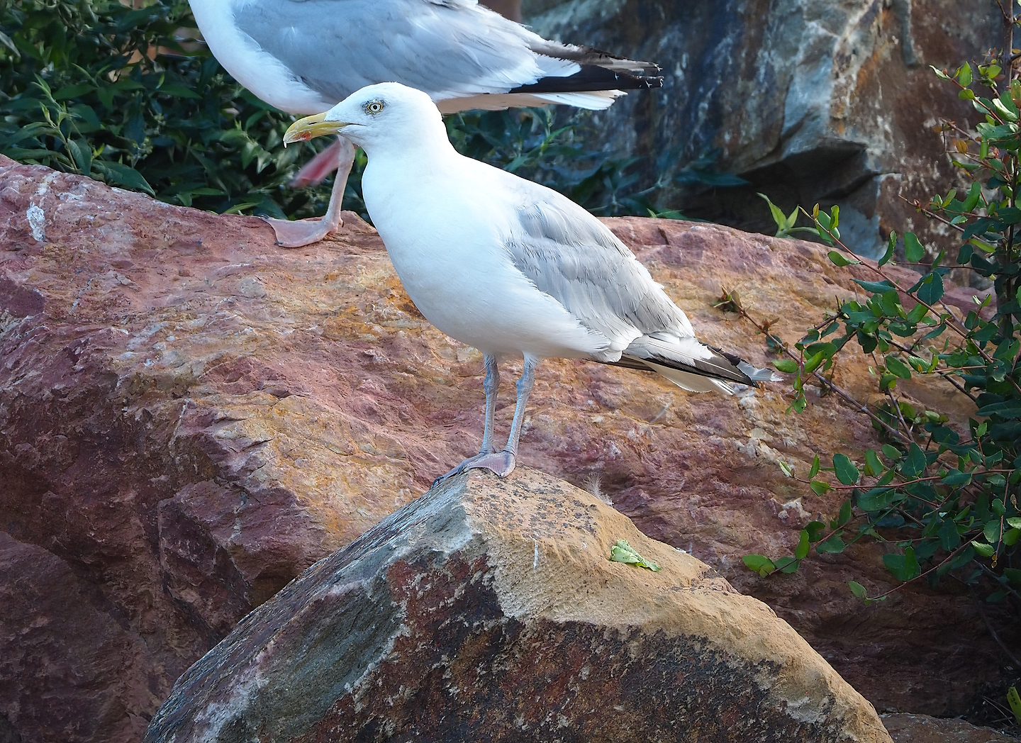 Wild European herring gull (Larus argentatus), 2022-08-28