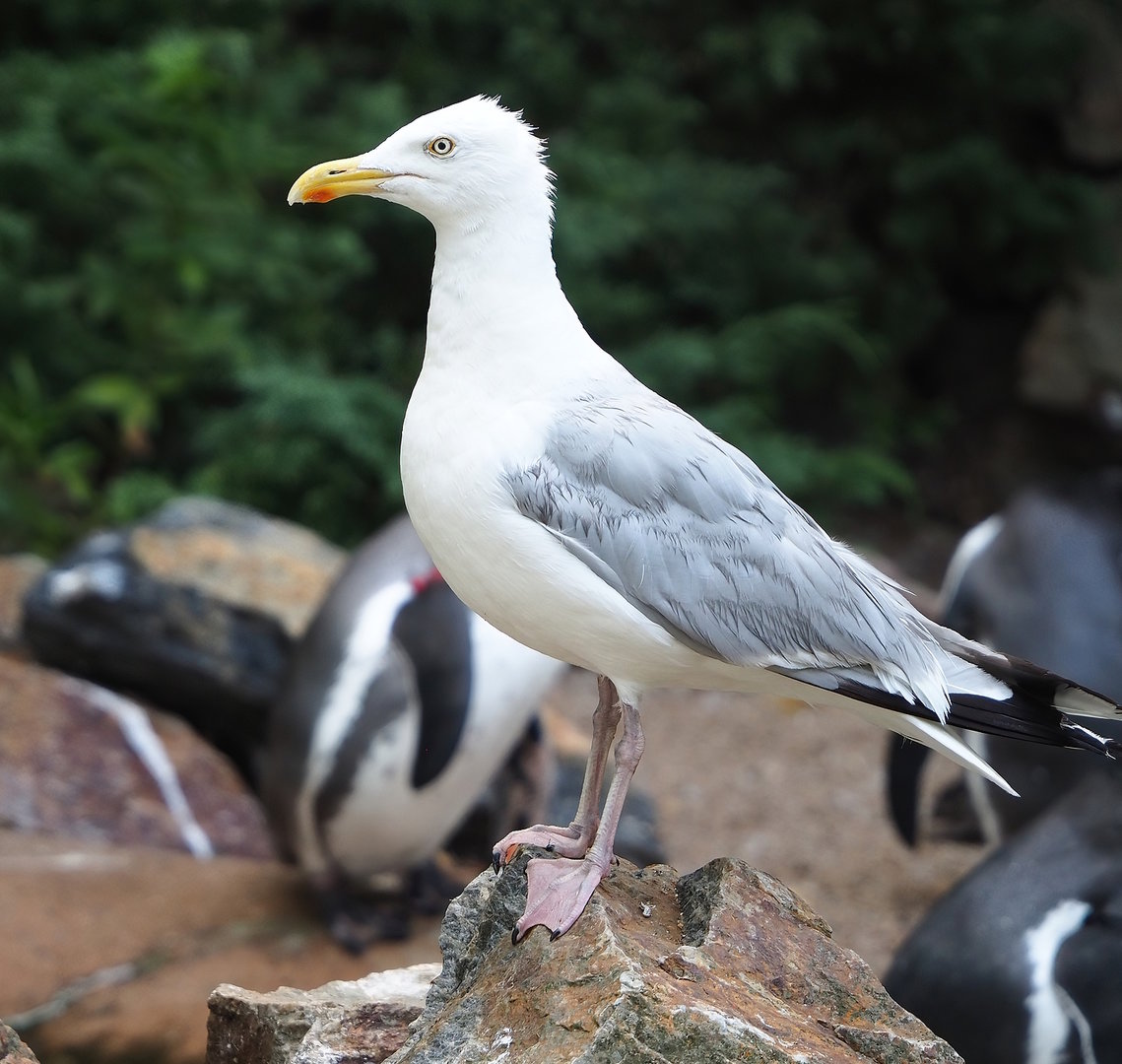 Wild European herring gull (Larus argentatus), 2022-08-28
