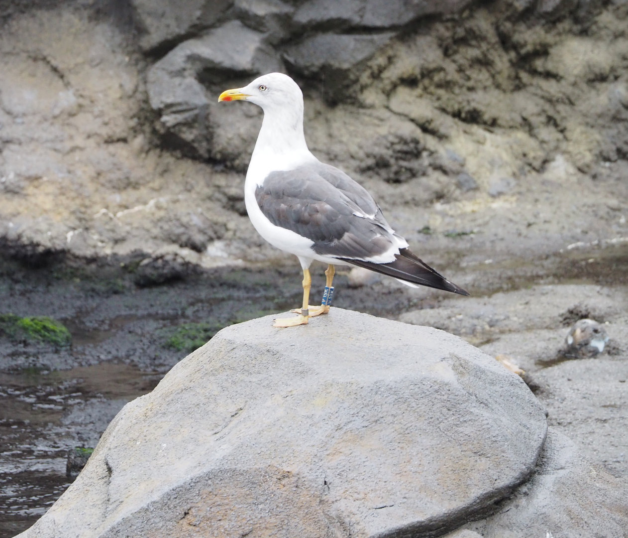 Wild European herring gull (Larus argentatus), 2022-09-14