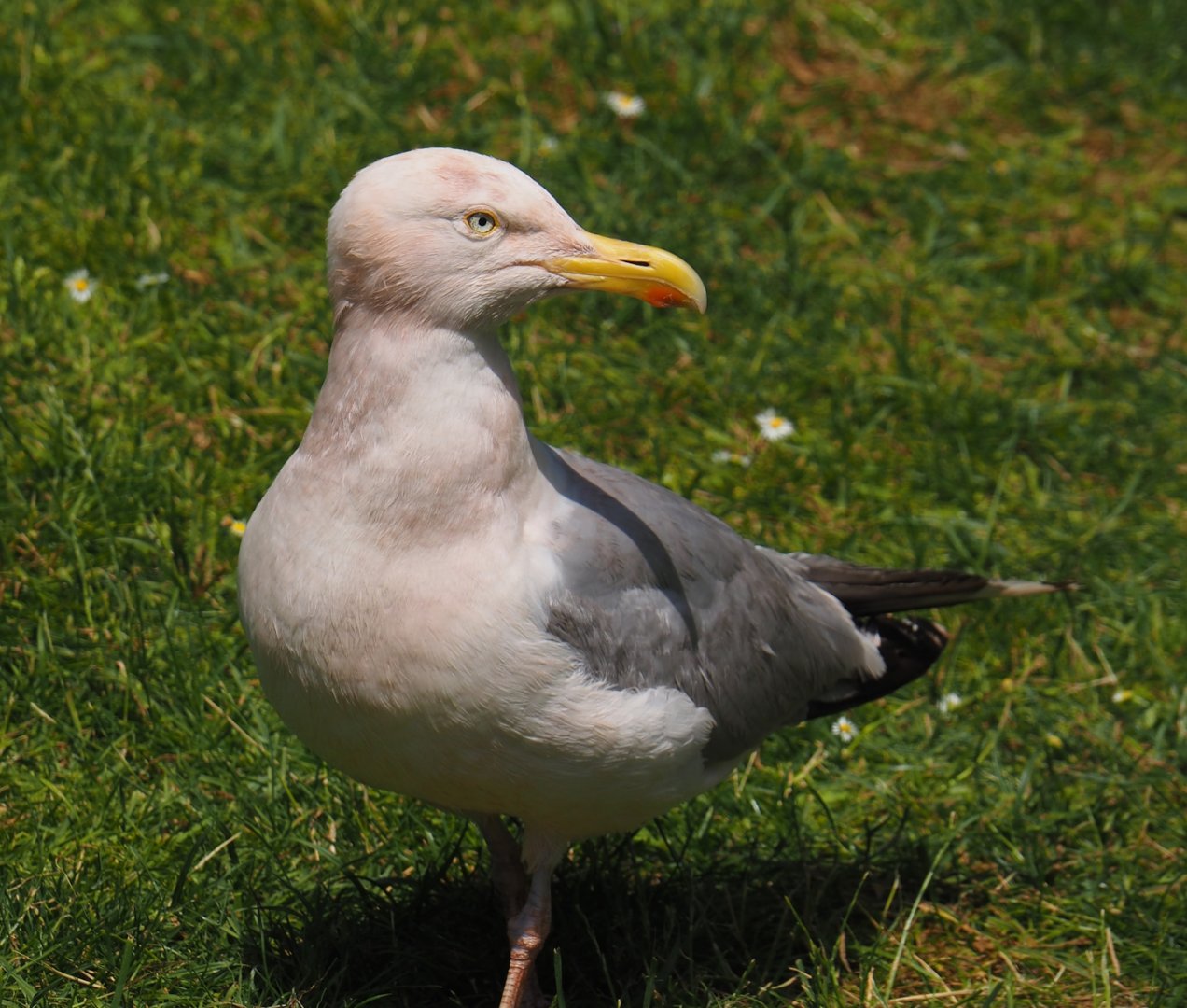 Wild European herring gull (Larus argentatus), 2024-06-30