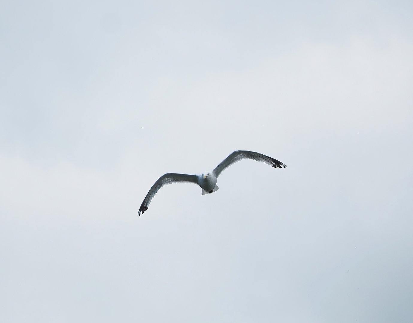 Wild European herring gull (Larus argentatus) in flight, 2022-08-28