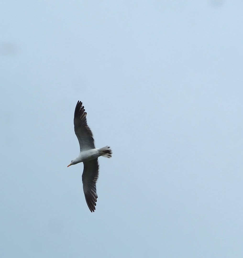 Wild European herring gull (Larus argentatus) in flight, 2023-07-22