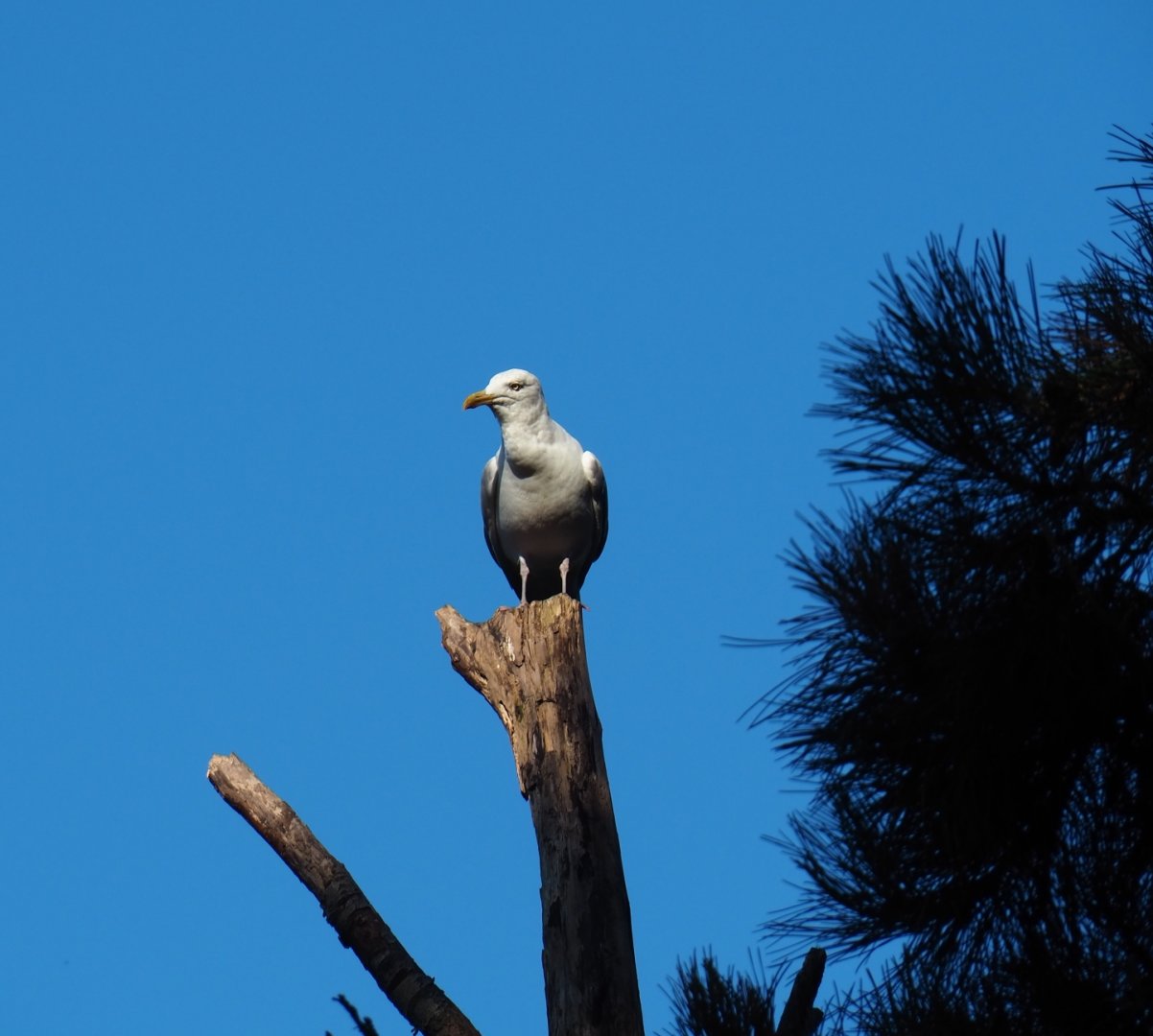 Wild European herring gull (Larus argentatus), Sep 2nd, 2018