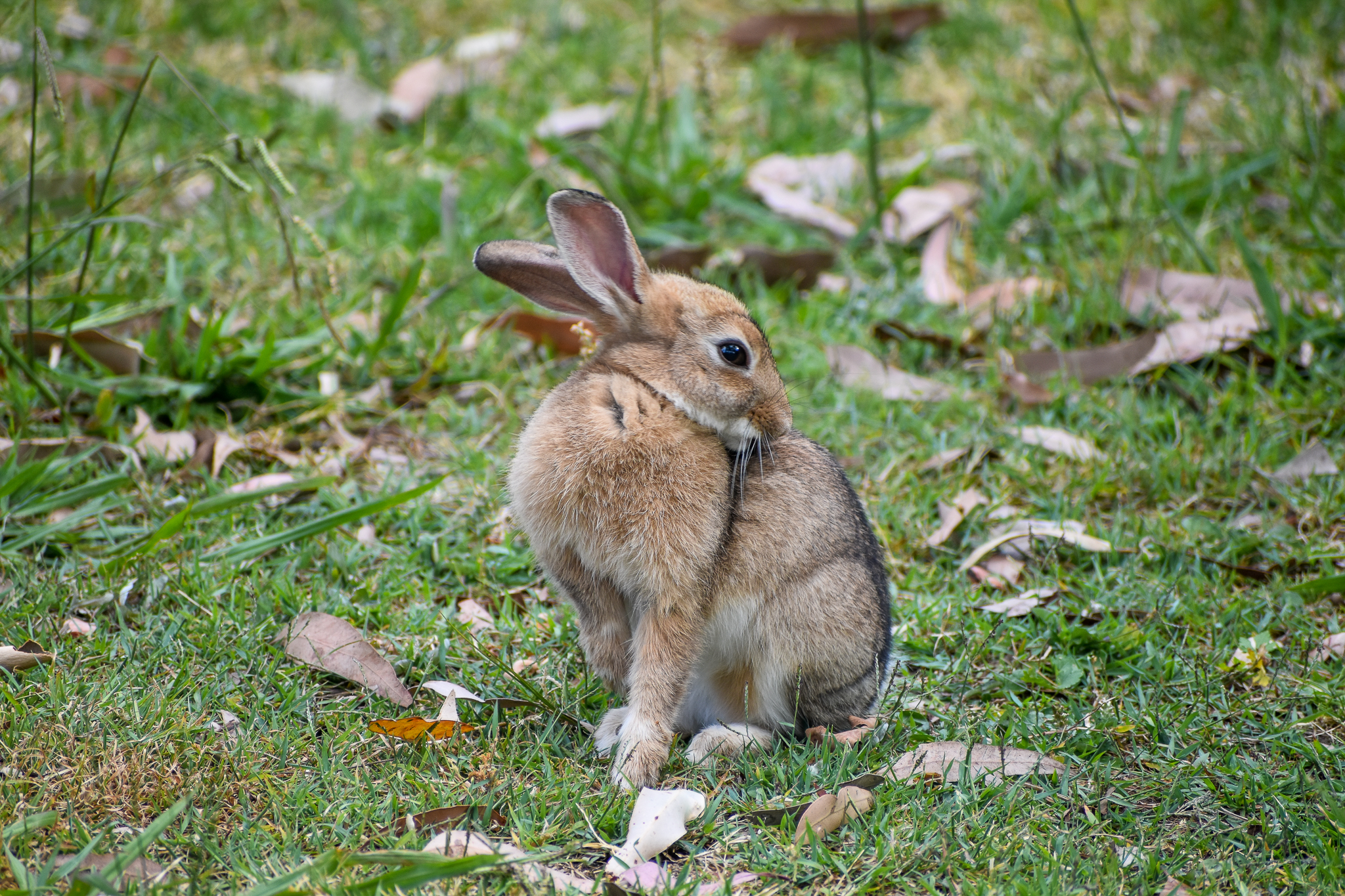 Wild European Rabbit at Taronga's Entrance