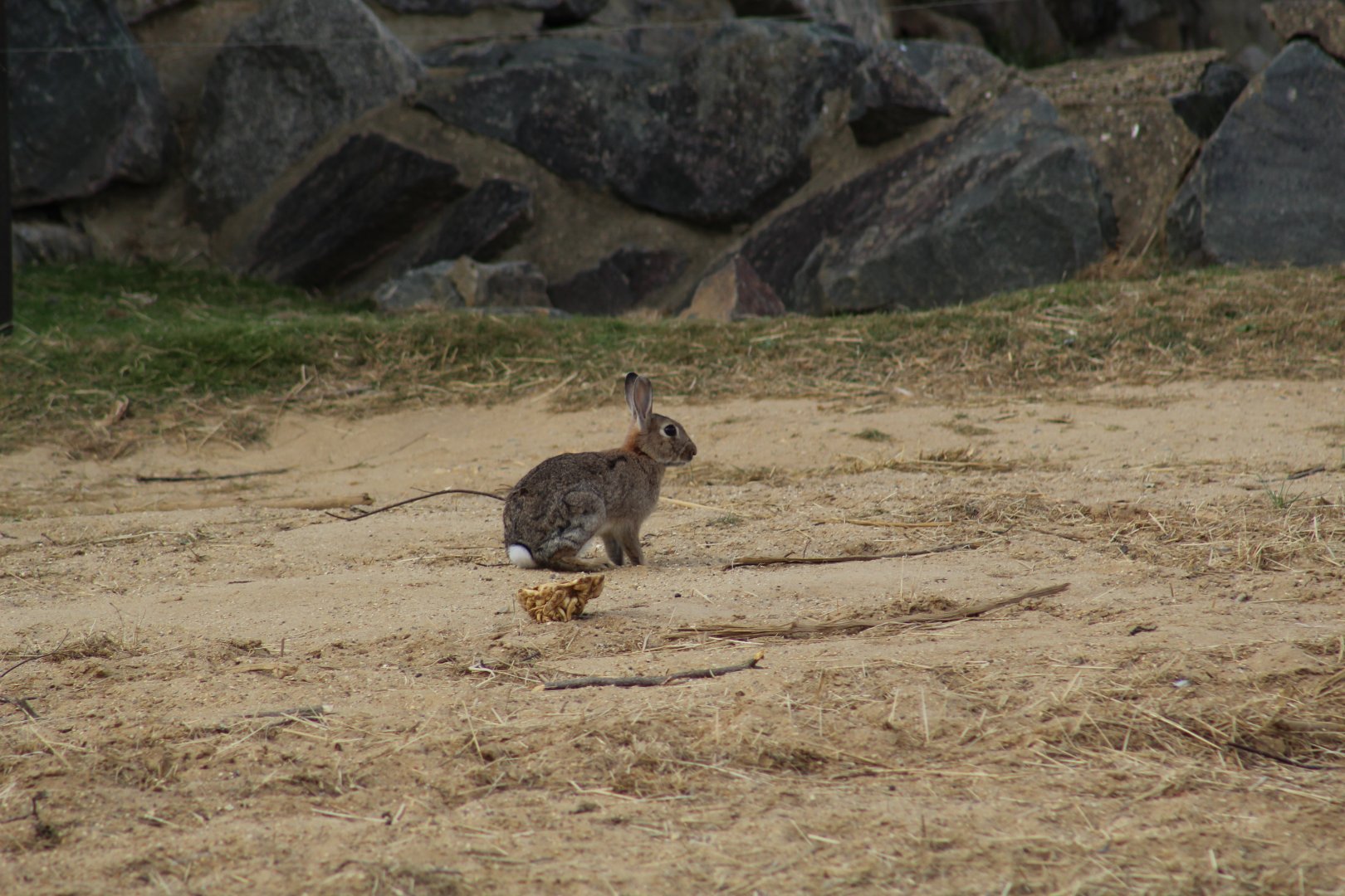 Wild European Rabbit