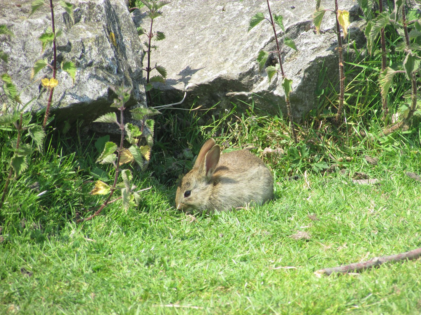 Wild European rabbit