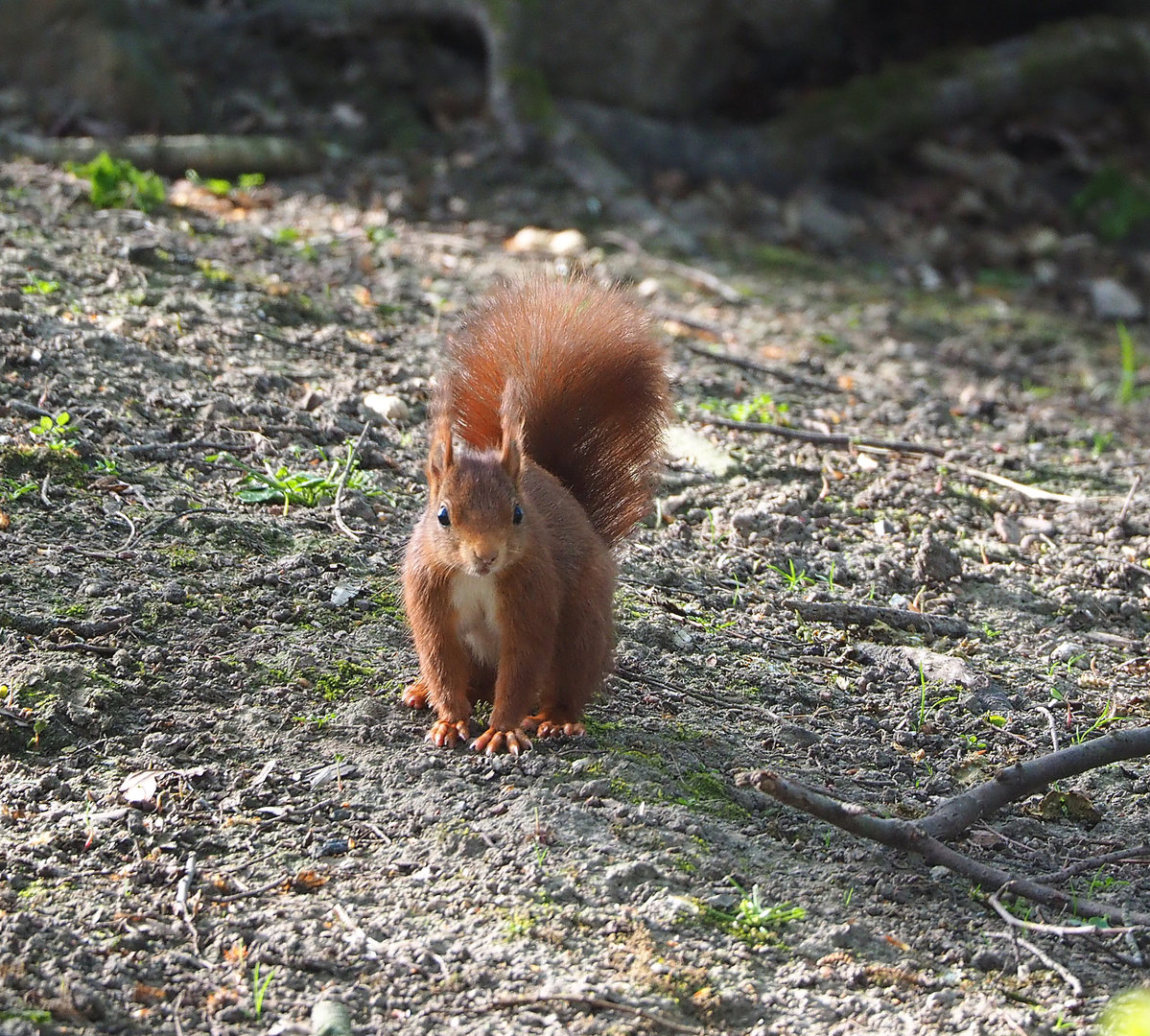 Wild European red squirrel (Sciurus vulgaris), 2022-04-12