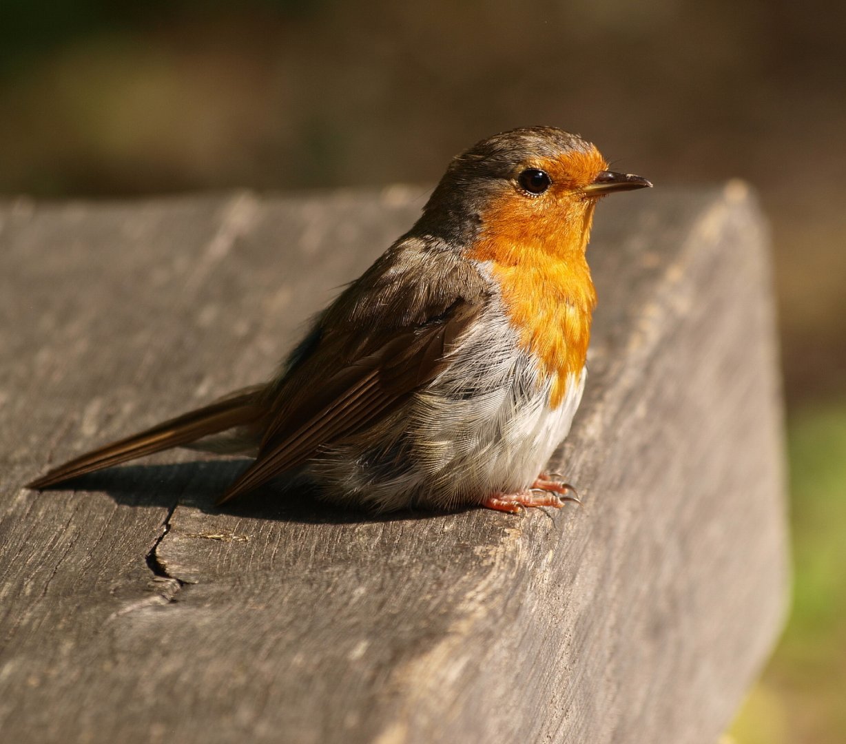 Wild European robin (Erithacus rubecula), 2015-08-07