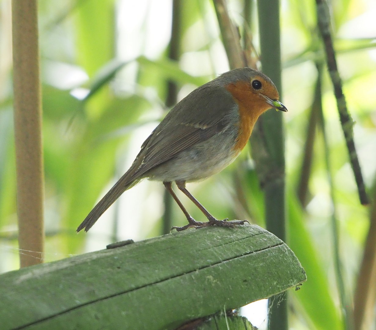 Wild European robin (Erithacus rubecula), 2021-06-15