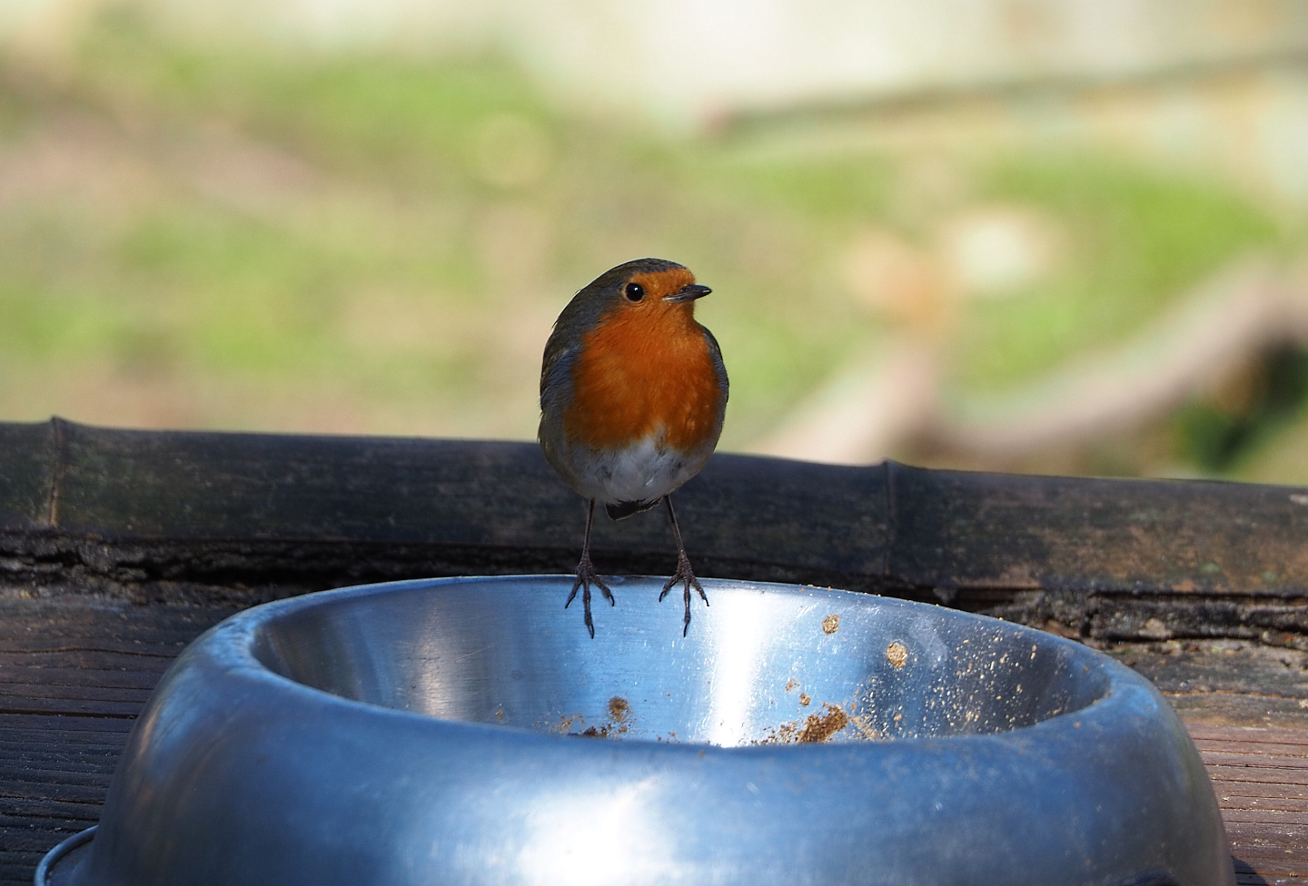 Wild European robin (Erithacus rubecula), 2022-03-08