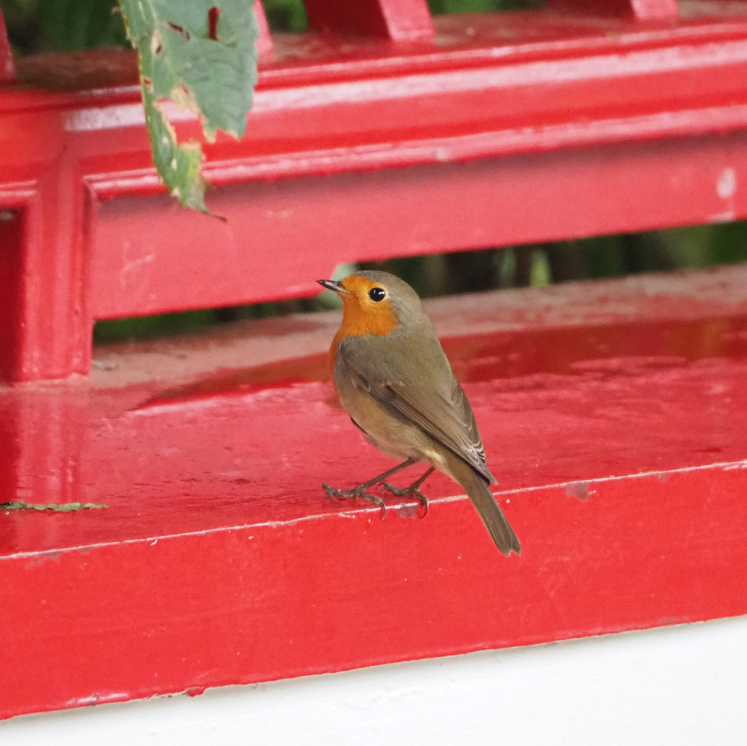 Wild European robin (Erithacus rubecula), 2022-09-14