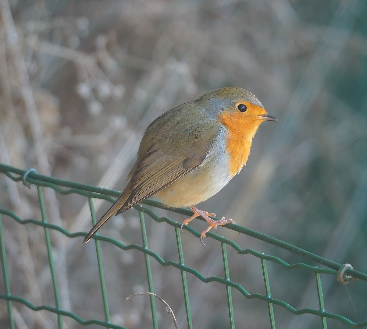 Wild European robin (Erithacus rubecula), 2022-10-09
